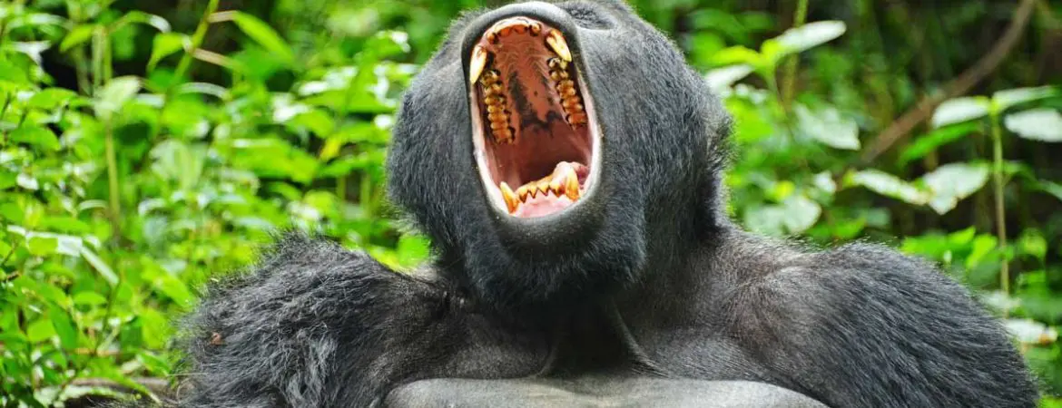 where to see wild gorillas in Africa, a mountain gorilla in Uganda
