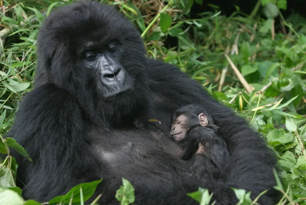 20-Day Gorillas & East African Safari