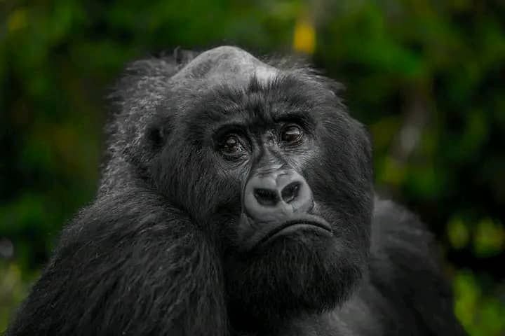 Safari experience in Uganda or Rwanda - Orugano Safaris