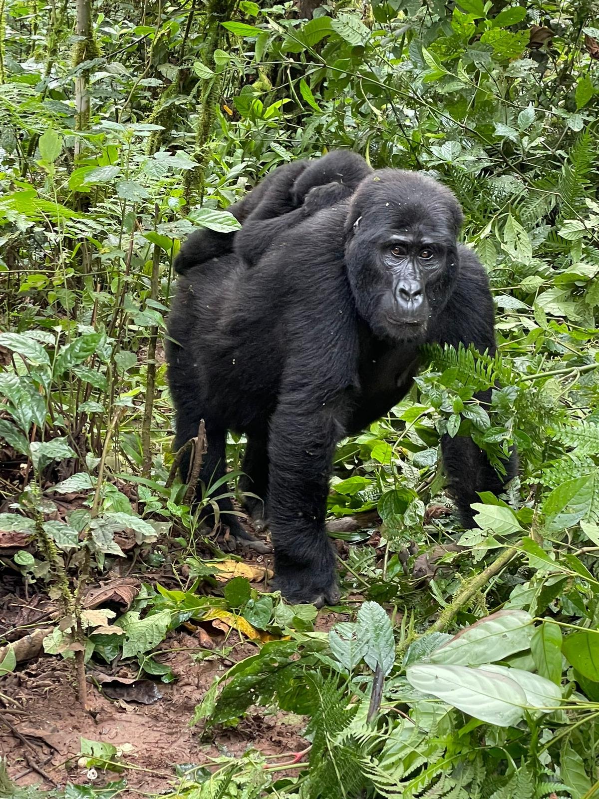 The ultimate gorilla trekking Uganda and Rwanda experience in the mist.