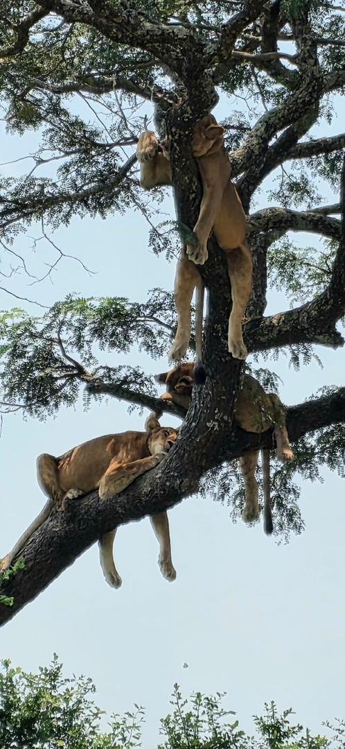 Tree climbing lions in Ishasha sector of queen elizabeth national park